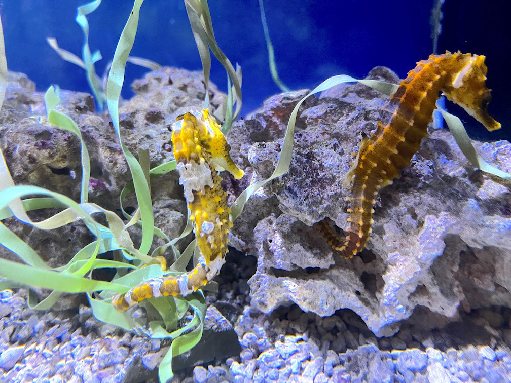 birch aquarium seahorses