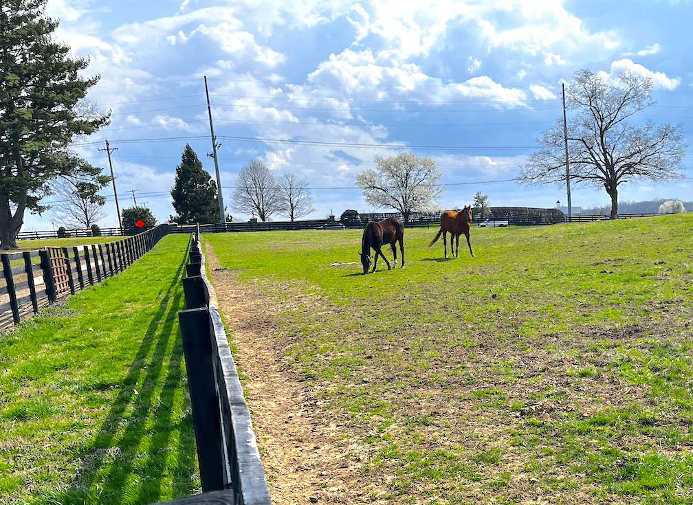 horse pasture