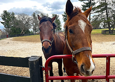 second stride farm kentucky