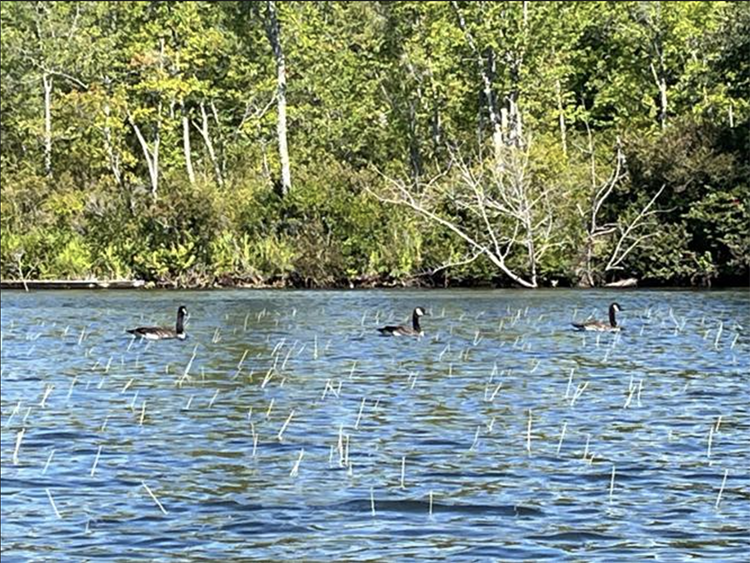 canada geese