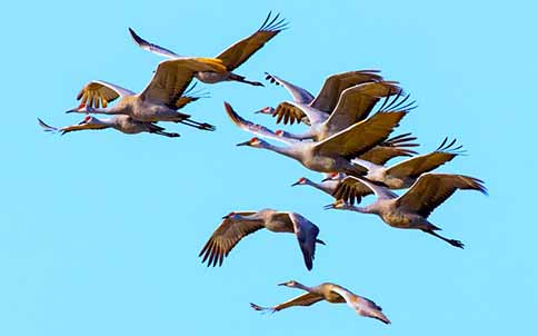 sandhill cranes