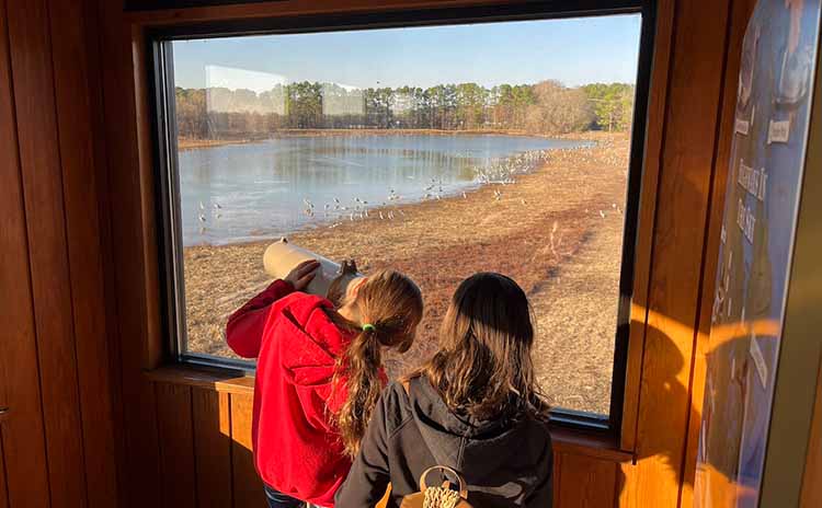 wintering sandhill cranes
