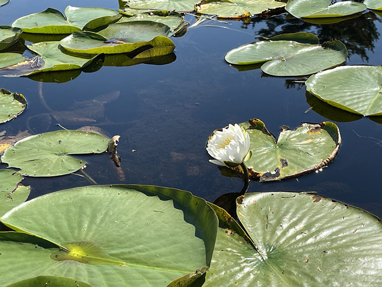 water lily