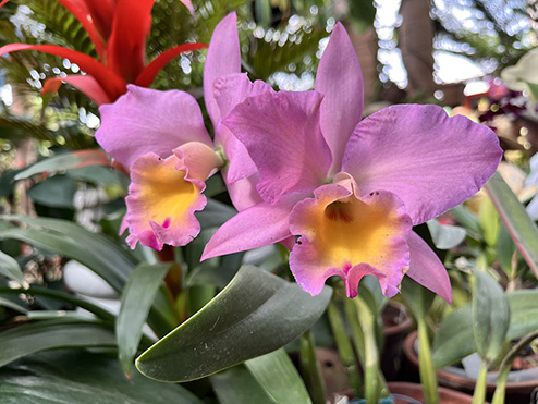puerto vallarta botanical garden