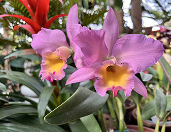 botanical garden Puerto Vallarta