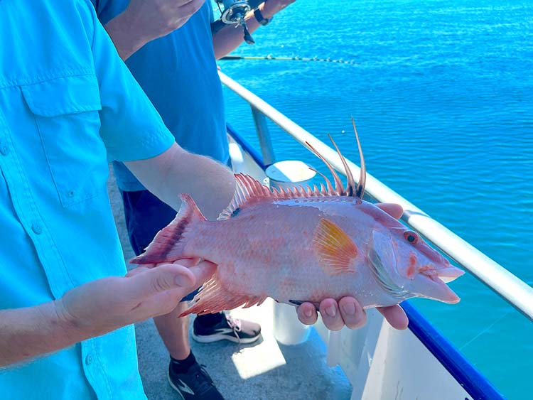 Hogfish