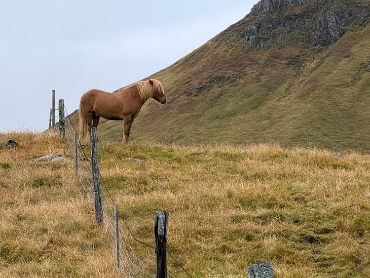 Icelandic horse