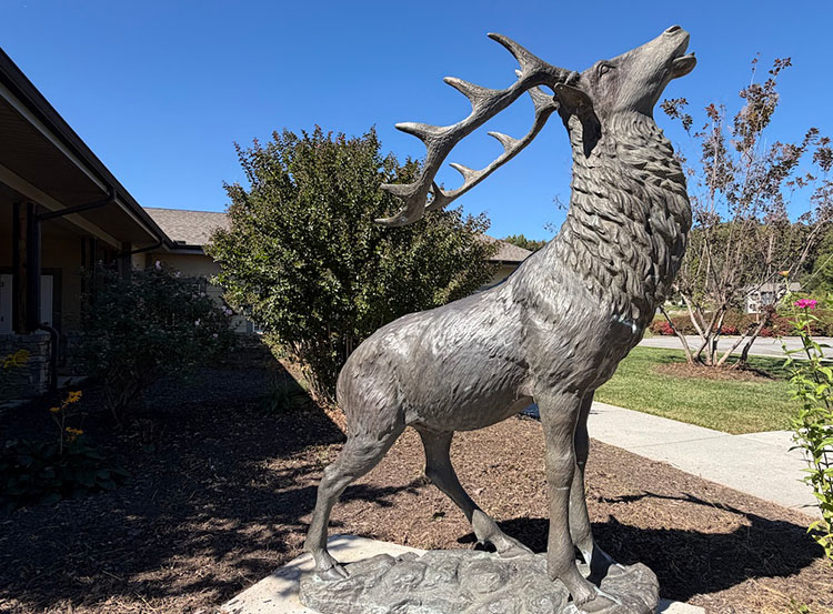 Lake Junaluska bull elk