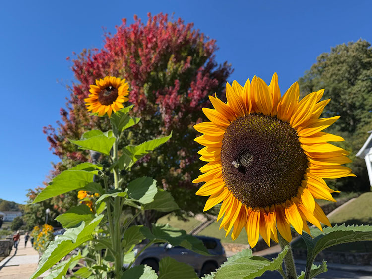 sunflowers at Lake Junaluska