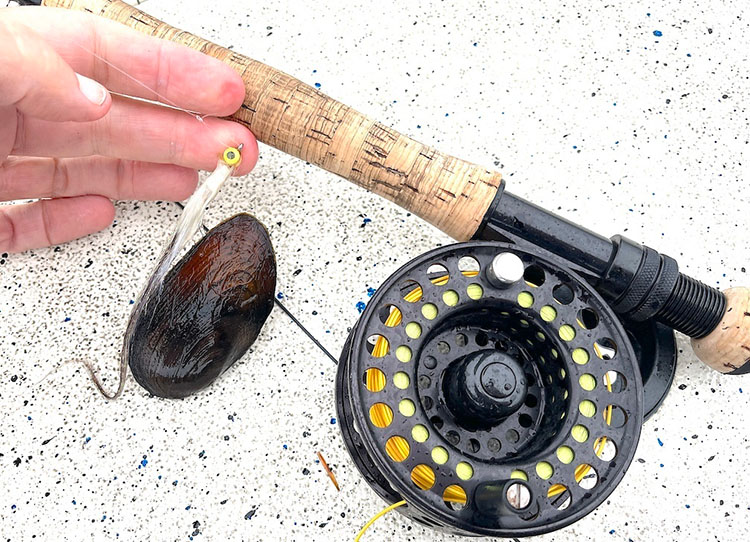 Damariscotta Lake mussel
