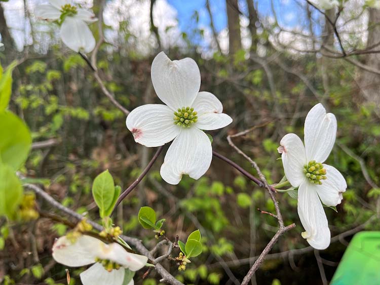 dogwoods