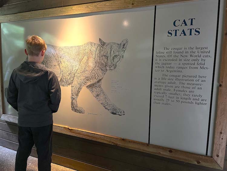 Tacoma cougar