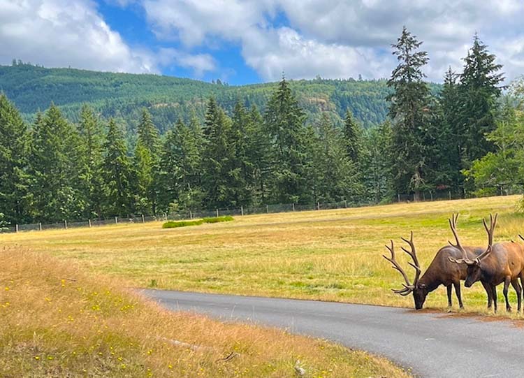 Tacoma elk
