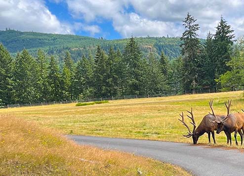 Northwest Trek Wildlife Park