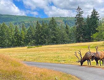 Tacoma elk