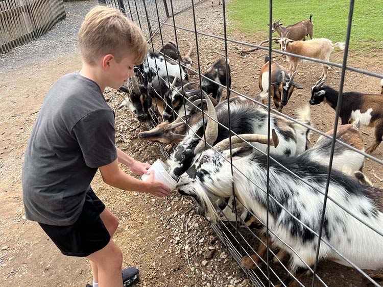 goats