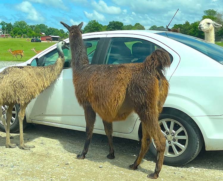 llamas