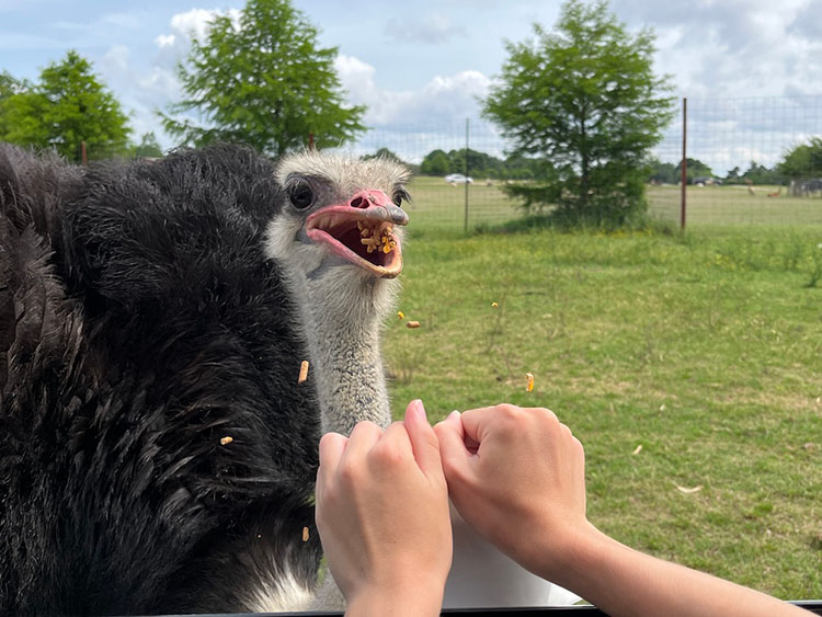 ostrich
