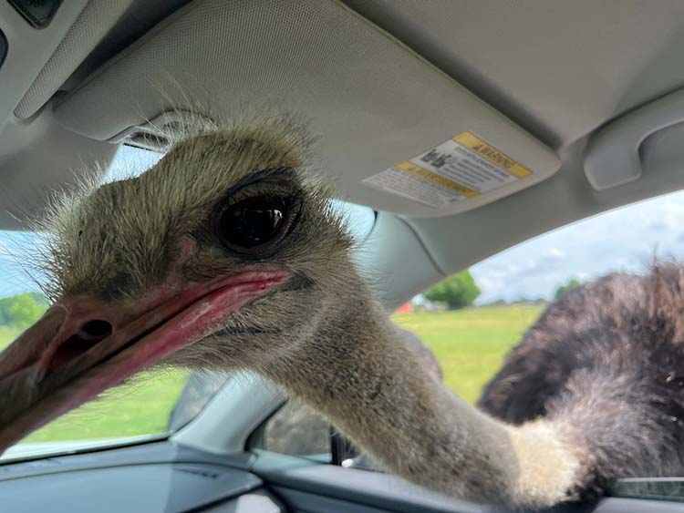 Ostrich