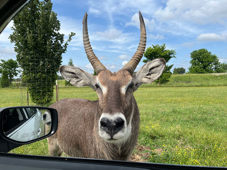 Zoo staring contest